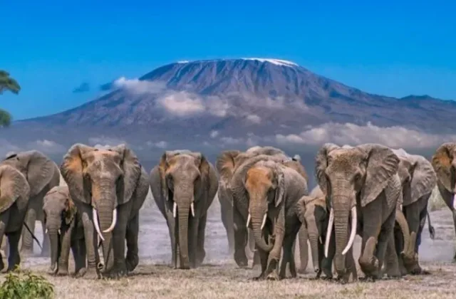 Amboseli National Park Elephants 750x450