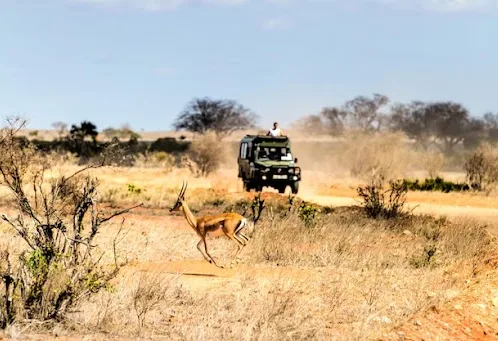 Kenya vs Tanzania Safari: How to Choose