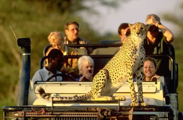 group joining safaris