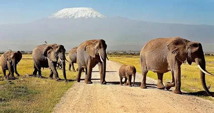 Nature Romp safari vehicle crossing a golden East African landscape