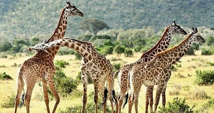 Nature Romp safari vehicle crossing a golden East African landscape